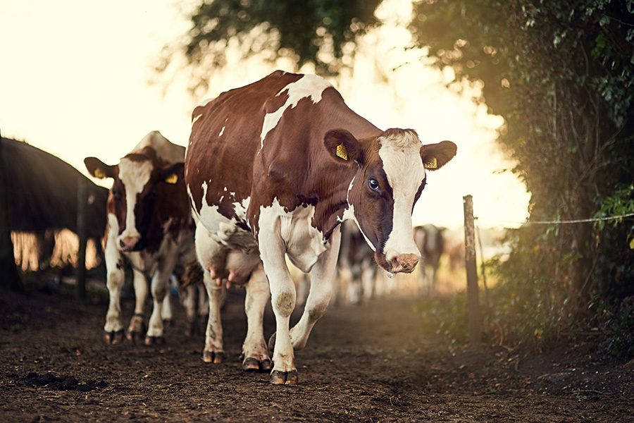 Landwirtschaft